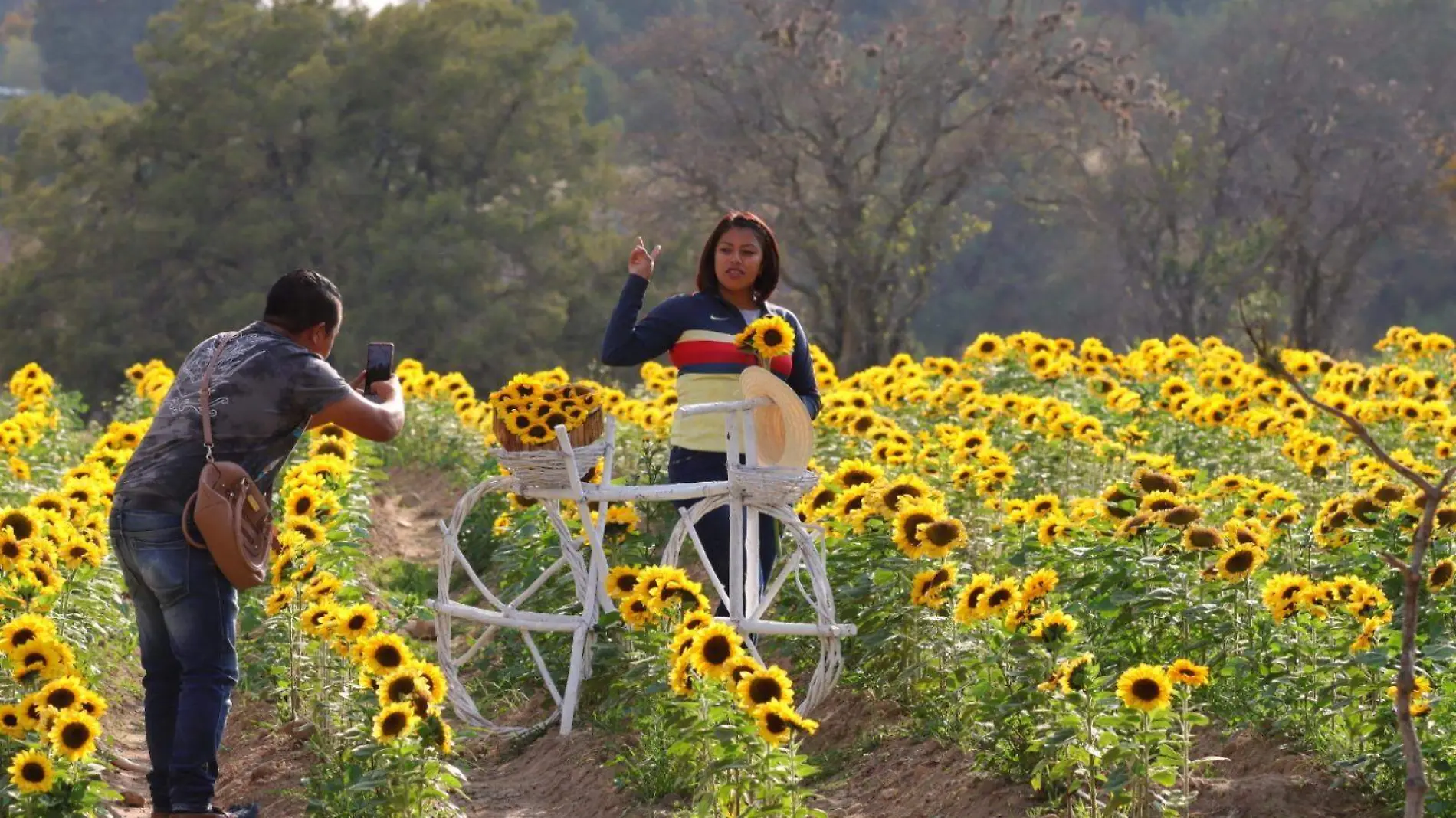 girasoles 4